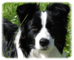 Acquisto cani a Modena